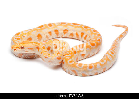 Burmese Python 'Albino' on white background Stock Photo