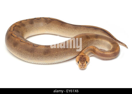 Young King Python 'pastel yellow belly' on white background