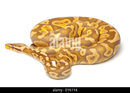 Royal Python 'Pastel caramel albino' on white background Stock Photo