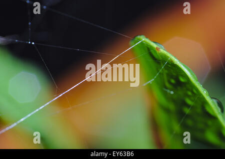 Macro photograph of a spiderweb and vegetation covered by rain droplets Stock Photo