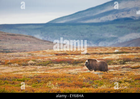 Muskox bull, Ovibos moschatus, in Dovrefjell national park, Dovre, Norway. Stock Photo