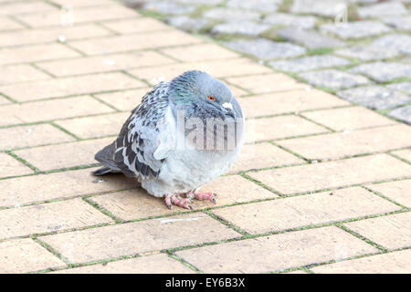 Old pigeon walking on the pavement, shallow depth of field. Stock Photo