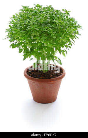 bush basil, greek basil isolated on white background Stock Photo