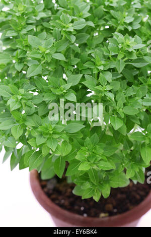 bush basil, greek basil isolated on white background Stock Photo