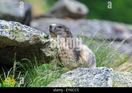 Alpine marmot (Marmota marmota) hiding behind rock in the Alps Stock Photo