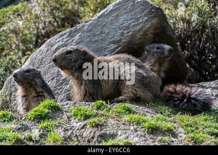 Alpine marmots (Marmota marmota) at burrow entrance under rock in the Alps Stock Photo