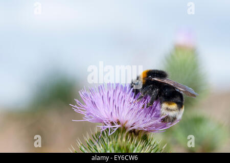 A white tailed Bumble bee feeding on a thistle Stock Photo