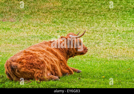 A long haired highland cow rests in a field of green grass. Stock Photo
