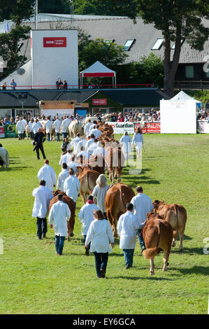 Llanelwedd, Powys, UK. 22nd July 2015. After a damp start to the third day of the show  it became warm and sunny as the Parade of Prize Winning Stock takes place in the Main Ring. The Royal Welsh Show is hailed as the largest & most prestigious event of it's kind in Europe. In excess of 200,000 visitors are expected this week over the four day show period - 2014 saw 237,694 visitors, 1,033 tradestands & a record 7,959 livestock exhibitors. The first ever show was at Aberystwyth in 1904 and attracted 442 livestock entries. Credit:  Graham M. Lawrence/Alamy Live News. Stock Photo