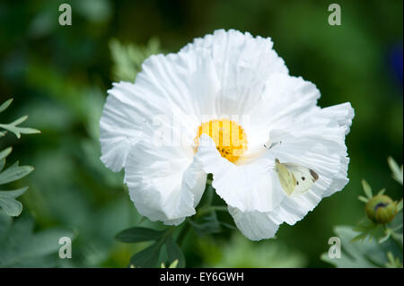 Pua kala (literally rough flower) is a member of the poppy family (Papaveraceae) Stock Photo