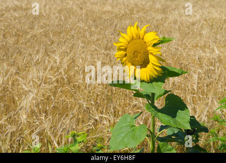 Sunflower at flowering time against corn field Stock Photo