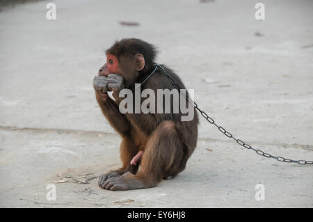 Monkey in Chains in Vietnam Stock Photo