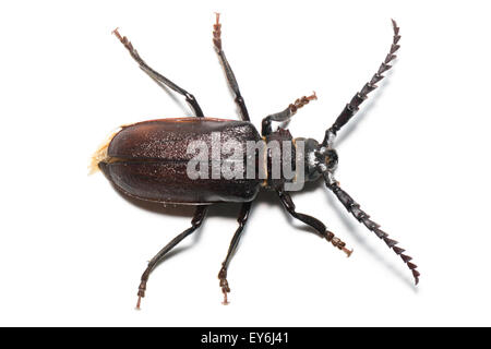 Prionus coriarius, Sawing Beetle. female Stock Photo