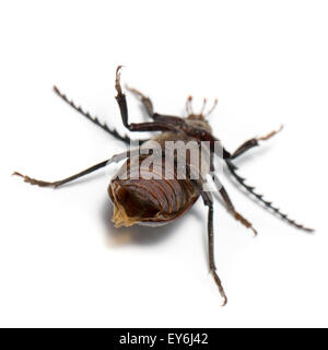 Prionus coriarius, Sawing Beetle. female Stock Photo