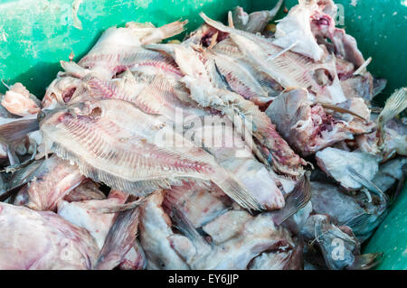 Fish waste in a crate at a fishing harbour Stock Photo