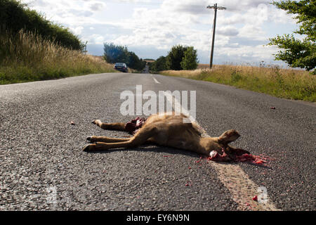 Deer killed on the roads in Cambridgeshire Stock Photo