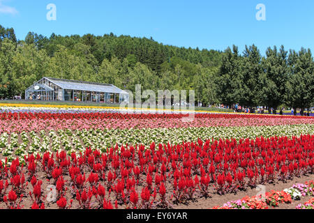 Furano, Japan - July 8,2015: flowers of the Tomita farm in Hokkaido with some tourists on background. Stock Photo