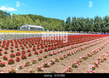 Furano, Japan - July 8,2015: flowers of the Tomita farm in Hokkaido with some tourists on background. Stock Photo