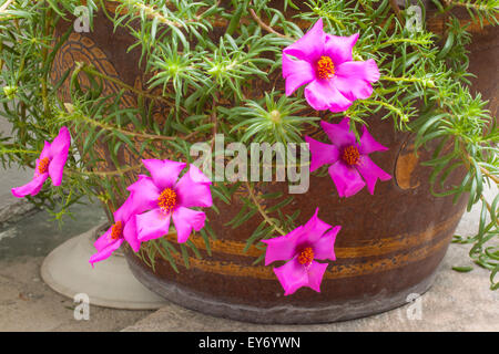 common purslane Stock Photo