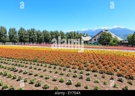 Furano, Japan - July 8,2015: flowers of the Tomita farm in Hokkaido with some tourists on background. Stock Photo