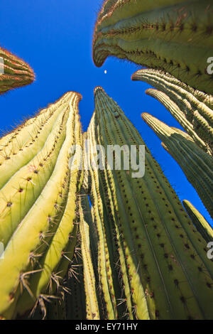 Organ Pipe cactus, Stenocereus thurberi, Organ Pipe National Monument, Arizona, USA Stock Photo