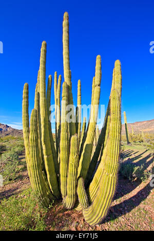 Organ Pipe cactus, Stenocereus thurberi, Organ Pipe National Monument, Arizona, USA Stock Photo