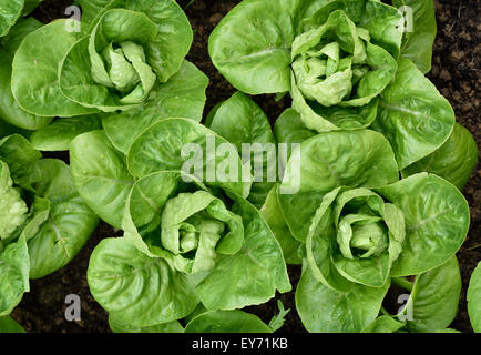 Little Gem Romaine Lettuce in a garden. Top view. Small lettuces growing in a row in a garden. Organic gardening. Stock Photo