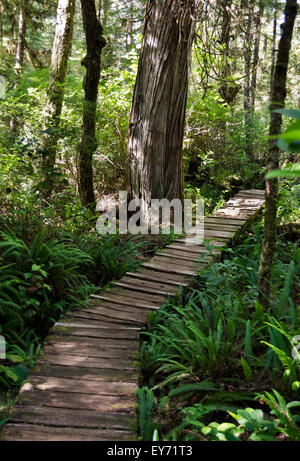 Wooden boardwalk on a trail through the coastal temperate rainforest near Long Beach and Tofino, British Columbia, Canada. Stock Photo