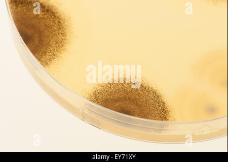 selection of microbes fungi bacteria cultures on agar in petri dishes with indicator showing ph change and spores Stock Photo