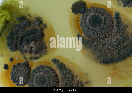 Interesting patterns at boundaries between pin mould fungi and the deep green  turquoise blue color of spores in penicillium Stock Photo