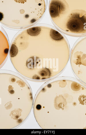selection of microbes fungi bacteria cultures on agar in petri dishes with indicator showing ph change and spores Stock Photo