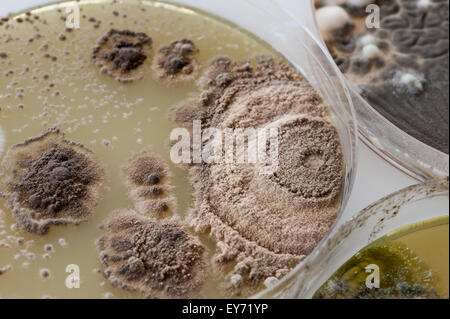 Interesting patterns at boundaries between pin mould fungi and the deep green  turquoise blue color of spores in penicillium Stock Photo