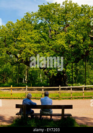 Tourists looking at the Major Oak tree Quercus robur in Sherwood Forest Nottinghamshire England UK which is about 1000 years old Stock Photo