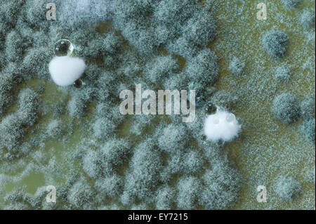 Interesting patterns at boundaries between pin mould fungi and the deep green  turquoise blue color of spores in penicillium Stock Photo