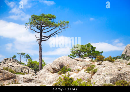 Nature of Corsica island, mountain landscape with pine growing on stones Stock Photo