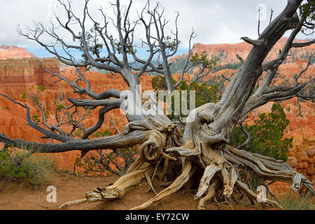 Bristlecone pine tree at the rim of the Bryce Canyon, Utah, USA