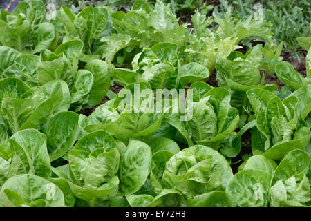 Differen kind of lettuces growing in a rows in a garden. Little Gem Romaine Lettuce, Endive and wild rocket. Organic gardening. Stock Photo