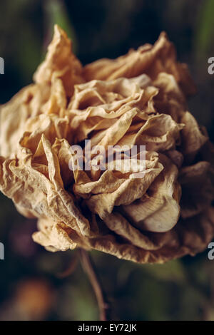 Rotten rose petals closeup Stock Photo