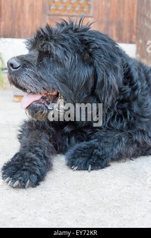 Portrait of an old black  dog sitting in the backyard Stock Photo