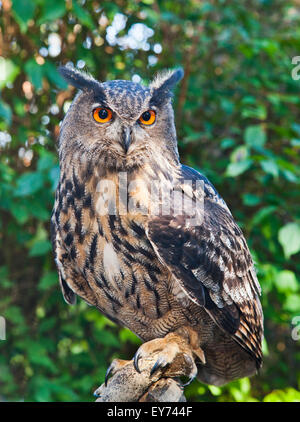 Germany, North Rhine-Westphalia, the handsome Eurasian Eagle-Owl is a star attraction at Wildwald Voßwinkel in Westphalia Stock Photo