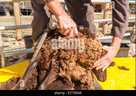 Shearing Shetland sheep on plastic sheet to keep fleece clean with hand held electrical shears farming and animal husbandry Stock Photo