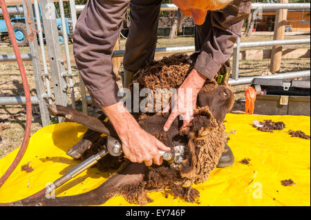Shearing Shetland sheep on plastic sheet to keep fleece clean with hand held electrical shears farming and animal husbandry Stock Photo