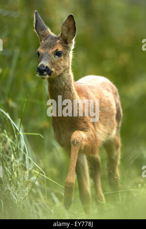 Roe deer fawn (Capreolus capreolus) in grassland meadow Stock Photo