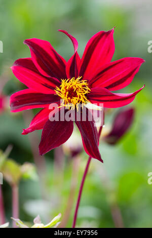 Single, dark striped red-pink flowers of Dahlia 'Dark Desire' Stock Photo