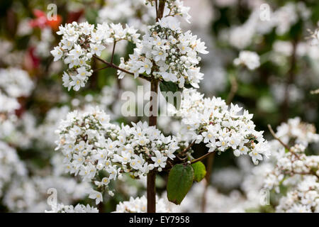 Icy white flowers of the July blooming shrub, Deutzia setchuenensis var. corymbiflora Stock Photo