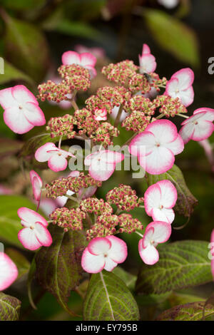 Pink edged white sterile florets of the compact lacecap shrub, Hydrangea serrata 'Kiyosumi' Stock Photo