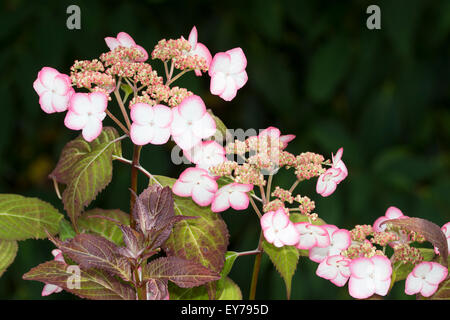 Pink edged white sterile florets of the compact lacecap shrub, Hydrangea serrata 'Kiyosumi' Stock Photo