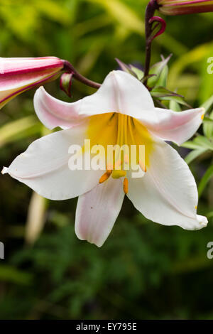 Pink striped white flowers of the heavily fragrant regal lily, Lilium regale Stock Photo