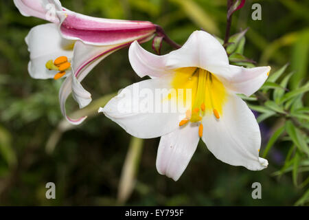 Pink striped white flowers of the heavily fragrant regal lily, Lilium regale Stock Photo