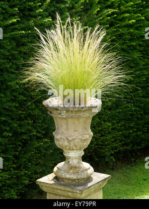 Sunlit Stipa tenuissima Mexican Feather grass in Urn, Barnsdale Gardens, Rutland, England, UK. Stock Photo